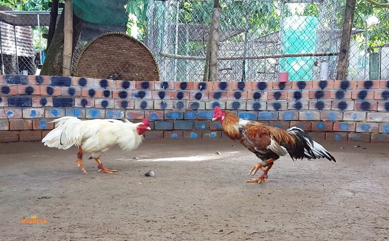 Cockfighting 855Bet - What Is Cockfighting 855Bet?
