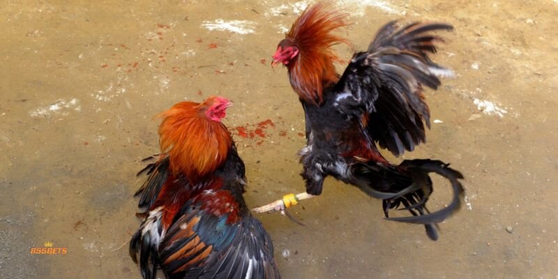 Cockfighting 855Bet - Live Streaming And Real-Time Match Data