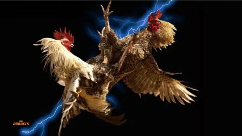 cockfighting form analysis - Understanding Cockfighting Form Analysis